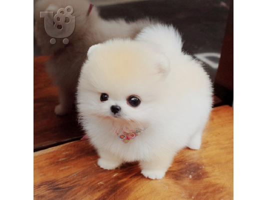 PoulaTo: Γλυκά μικρά κουτάβια Pomeranian